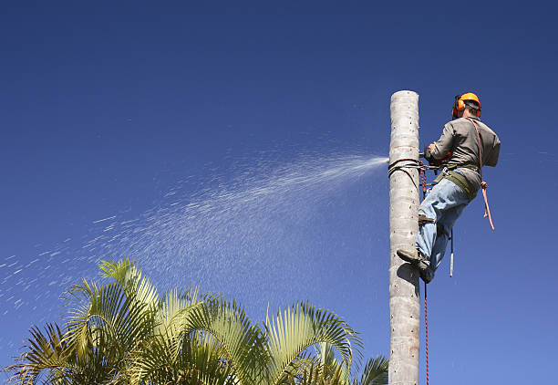 How Our Tree Care Process Works  in  Eden, TX