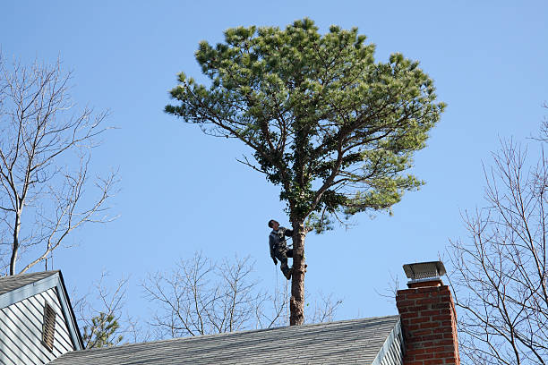 Best Tree and Shrub Care  in Eden, TX